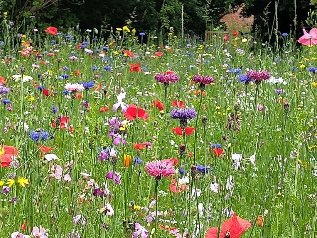 I thought I'd sown too late, but it's turned out beautifully!  (Not OC)