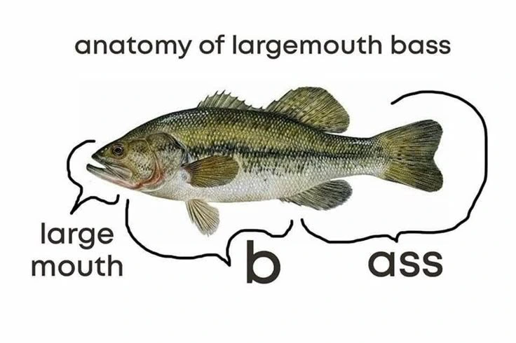 All about that bass
